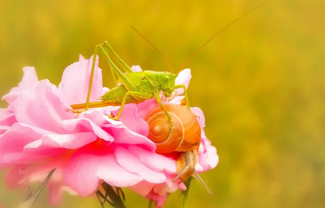 Slide background